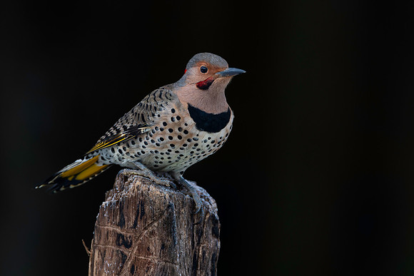 Woodpecker, Northern Flicker, Backyard-2