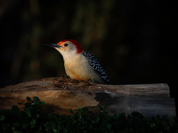 Woodpecker, Red bellied