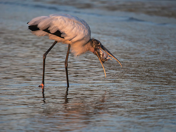 Wood Stork