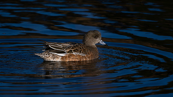 Wigeon, American F