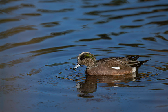 Wigeon, American M