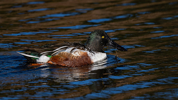Wigeon M-2
