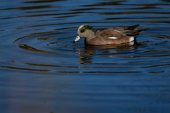 Wigeon M