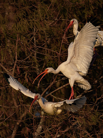 White Ibis-5