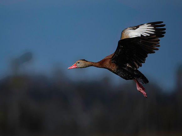 Whistling Duck
