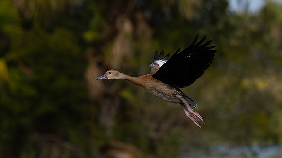 Whistling Duck-2
