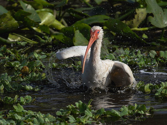 White Ibis-2