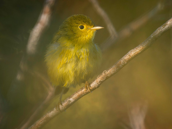 Warbler, Yellow-2