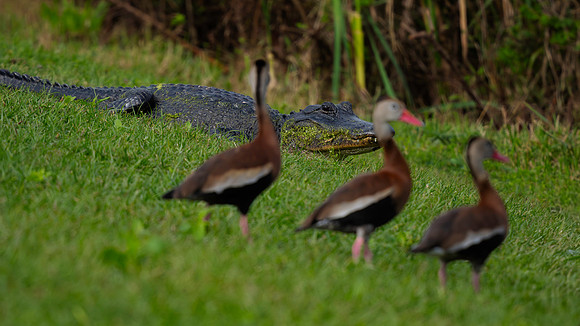 Whistling Duck and Alligator