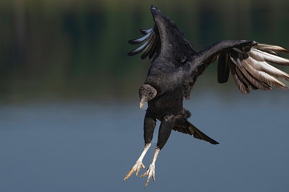 Vulture, Black