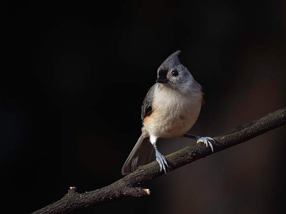 Titmouse, Tufted