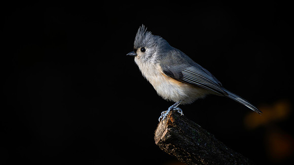 Titmouse, Tufted-3