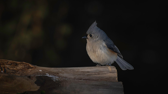 Titmouse, Tufted-2