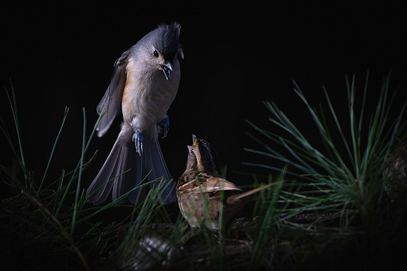 Titmouse and Sparrow