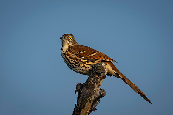 Thrasher, Brown-2