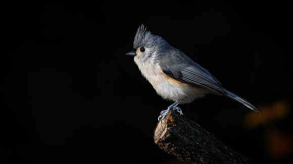 Titmouse Tufted