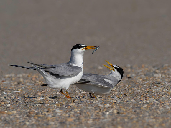 Tern, Least