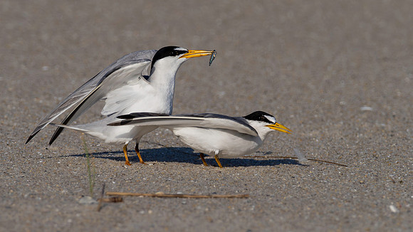Tern, Least, Cape May-4