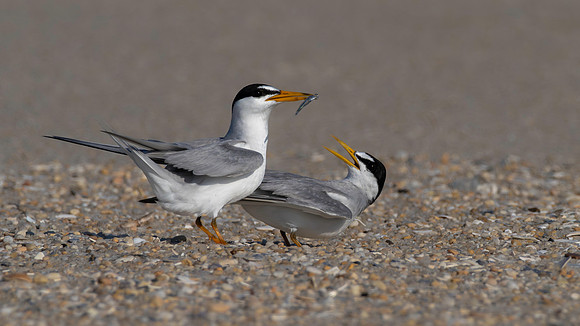 Tern, Least, Cape May-2