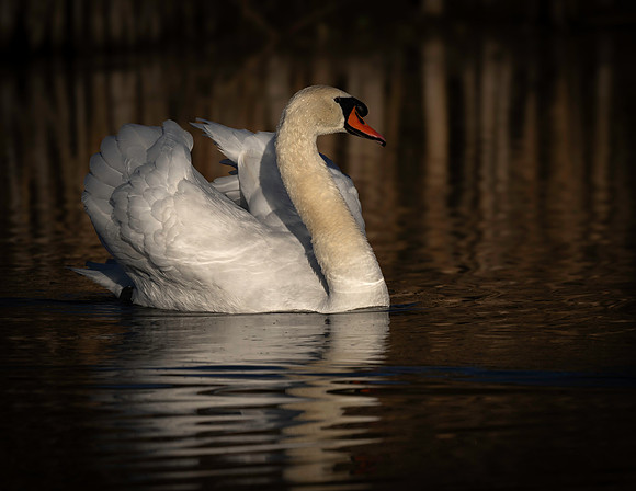 Swann, Mute