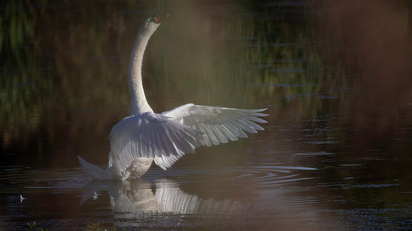 Swan, Mute