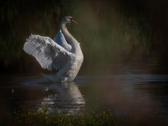 Swan, Mute, Cape May-4