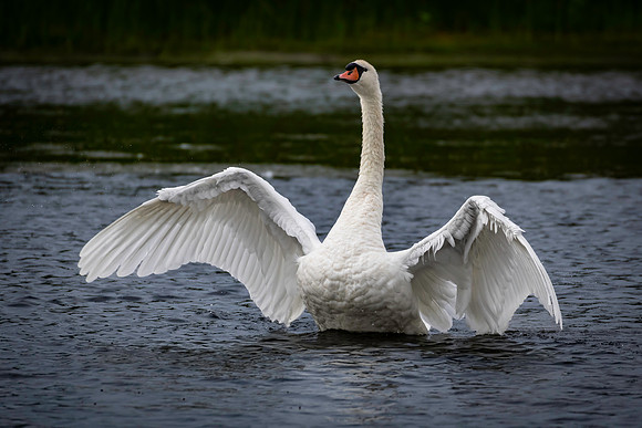 Swan, Mute, Cape May