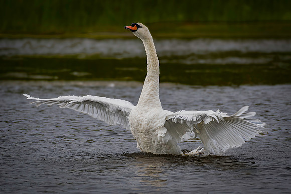 Swan, Mute, Cape May-3