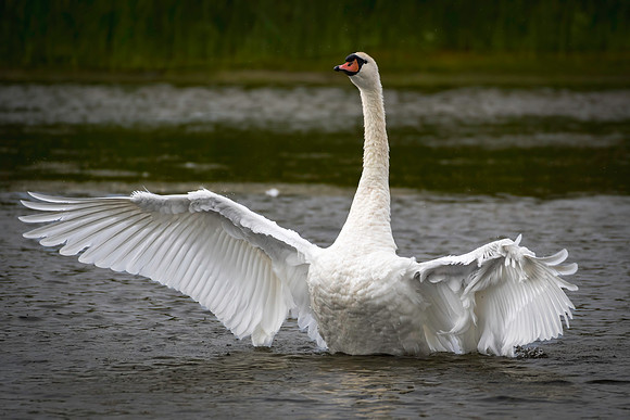 Swan, Mute, Cape May-2