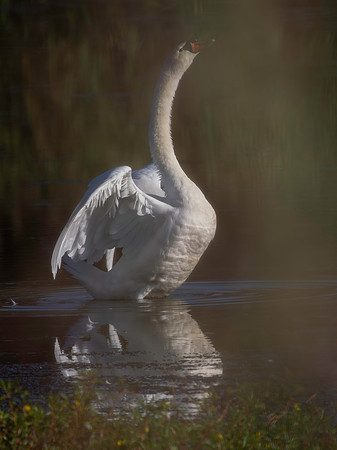 Swan, Mute-2