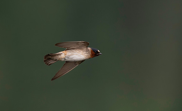 Swallow, Cliff