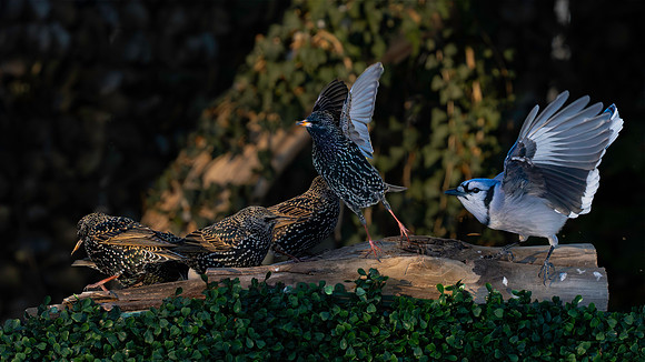 Starlings