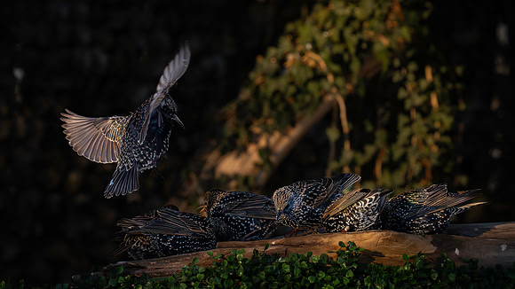 Starlings-5