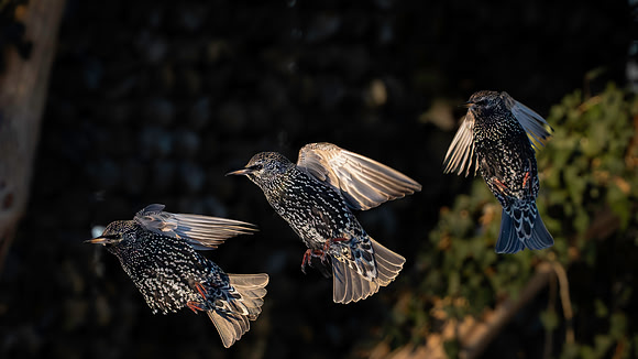 Starlings-2