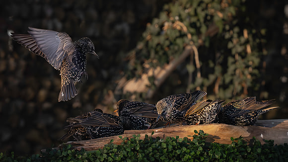 Starlings-4