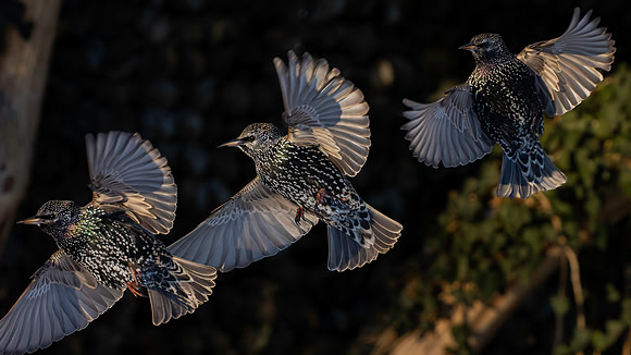 Starlings-3
