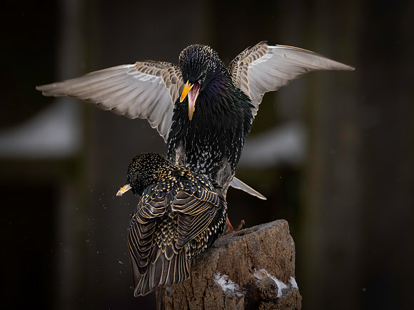 Starling, Backyard