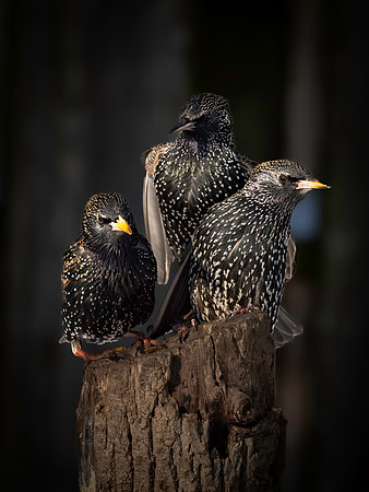 Starling, Backyard-3