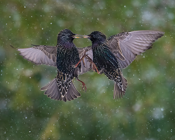 Starling, Backyard-5