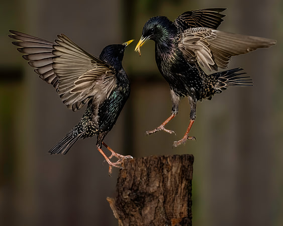 Starling, Backyard-4
