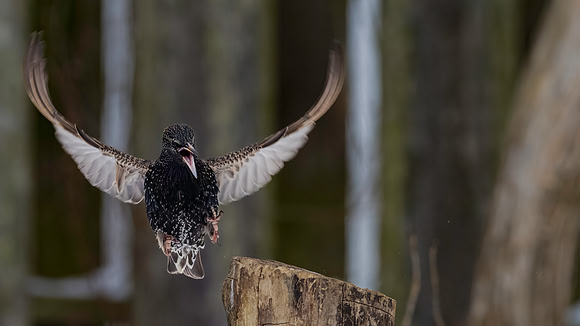 Starling, Backyard-2