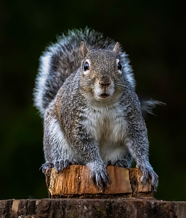 Squirrel, caught