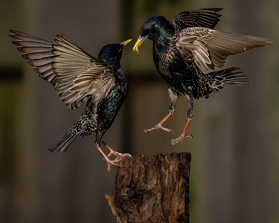 Starling Dance