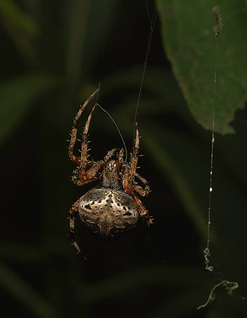 Spider hanging out