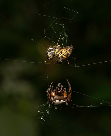 Spider and prey