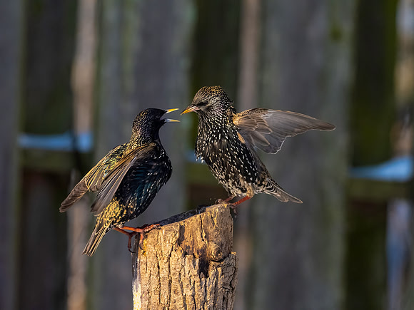 Starling %22Am I clear%22