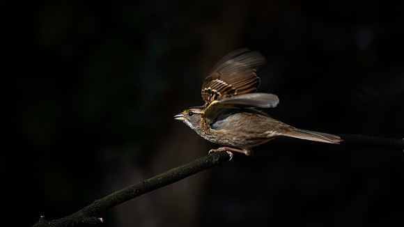 Sparrow, White Throated
