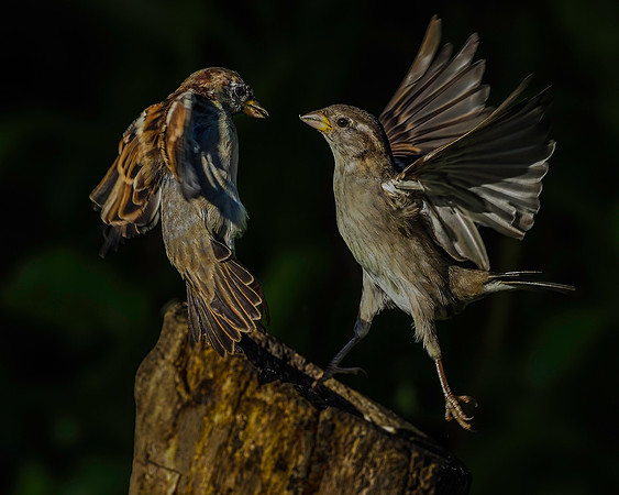 Sparrow