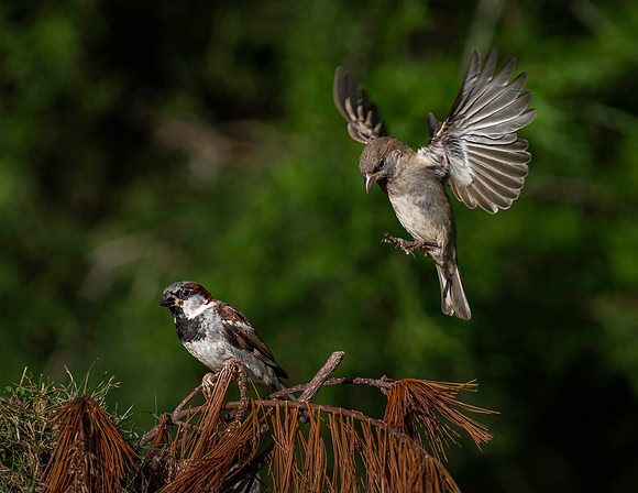 Sparrow, House