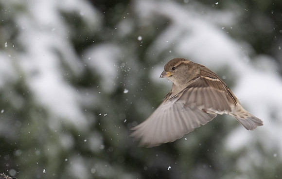 Sparrow, House-3